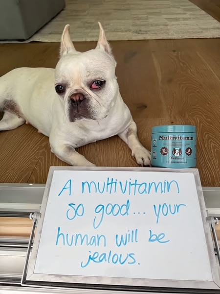 A cute French Bulldog sits next to a jar of multivitamins with a whiteboard sign claiming the product is so good that humans will be jealous.